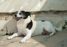 RAUL, Hund, Terrier-Mix in Italien - Bild 5