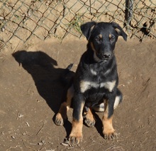 MILOW, Hund, Mischlingshund in Rumänien - Bild 4