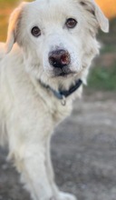 HELENE, Hund, Mischlingshund in Griechenland - Bild 11