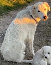 HELENE, Hund, Mischlingshund in Griechenland - Bild 3