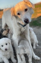 HELENE, Hund, Mischlingshund in Griechenland - Bild 5