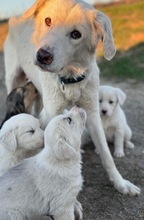 HELENE, Hund, Mischlingshund in Griechenland - Bild 7