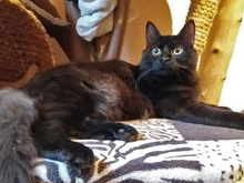 ARON, Katze, Langhaarkatze-Mix in Halle - Bild 1