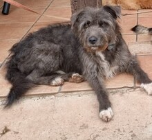JAKE, Hund, Mischlingshund in Spanien - Bild 5