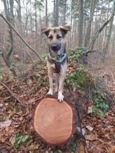 SHELA, Hund, Mischlingshund in Bad Harzburg - Bild 2