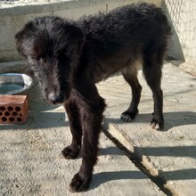 EPSILON, Hund, Mischlingshund in Spanien - Bild 2