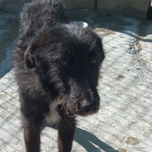 EPSILON, Hund, Mischlingshund in Spanien - Bild 3