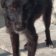 EPSILON, Hund, Mischlingshund in Spanien - Bild 6