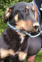 DANI, Hund, Mischlingshund in Ungarn - Bild 2