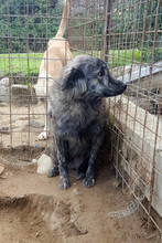 KEVIN, Hund, Mischlingshund in Italien - Bild 3