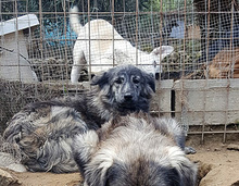 KEVIN, Hund, Mischlingshund in Italien - Bild 4