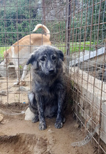 KEVIN, Hund, Mischlingshund in Italien - Bild 6