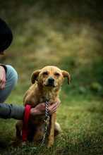 ANKA, Hund, Mischlingshund in Ungarn - Bild 1