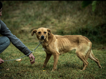 ANKA, Hund, Mischlingshund in Ungarn - Bild 2
