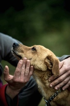 ANKA, Hund, Mischlingshund in Ungarn - Bild 3