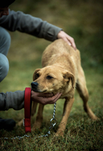 ANKA, Hund, Mischlingshund in Ungarn - Bild 4
