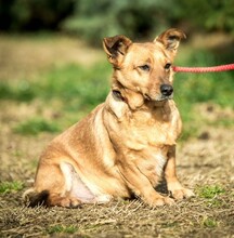 ECKO, Hund, Mischlingshund in Ungarn - Bild 1
