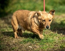 ECKO, Hund, Mischlingshund in Ungarn - Bild 2