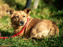ECKO, Hund, Mischlingshund in Ungarn - Bild 4