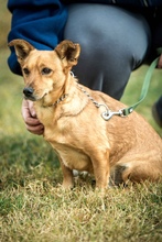 ECKO, Hund, Mischlingshund in Ungarn - Bild 5