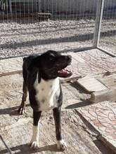 BRANCO, Hund, Mischlingshund in Griechenland - Bild 1