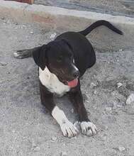 BRANCO, Hund, Mischlingshund in Griechenland - Bild 2