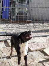 BRANCO, Hund, Mischlingshund in Griechenland - Bild 3