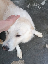 ANGELINO, Hund, Mischlingshund in Italien - Bild 6