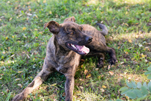 JASCHA, Hund, Mischlingshund in Kroatien - Bild 3