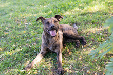 JASCHA, Hund, Mischlingshund in Kroatien - Bild 4