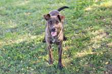 JASCHA, Hund, Mischlingshund in Kroatien - Bild 5