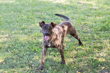 JASCHA, Hund, Mischlingshund in Kroatien - Bild 6