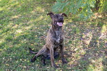 JASCHA, Hund, Mischlingshund in Kroatien - Bild 7