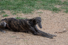 GORA, Hund, Galgo Español in Spanien - Bild 12