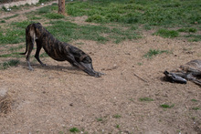 GORA, Hund, Galgo Español in Spanien - Bild 14