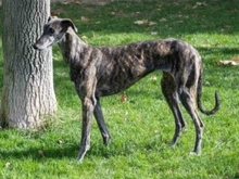 GORA, Hund, Galgo Español in Spanien - Bild 21