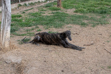 GORA, Hund, Galgo Español in Spanien - Bild 7