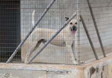 FILIPPO, Hund, Mischlingshund in Italien - Bild 2