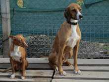 SPARKY, Hund, Mischlingshund in Spanien - Bild 2