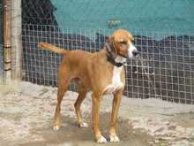 SPARKY, Hund, Mischlingshund in Spanien - Bild 3