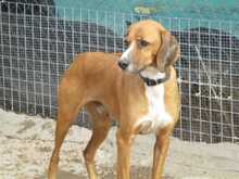 SPARKY, Hund, Mischlingshund in Spanien - Bild 4