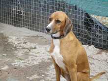 SPARKY, Hund, Mischlingshund in Spanien - Bild 5