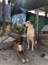 SPARKY, Hund, Mischlingshund in Spanien - Bild 8