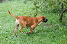 BONITA, Hund, Mischlingshund in Kroatien - Bild 4