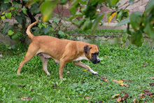 BONITA, Hund, Mischlingshund in Kroatien - Bild 6