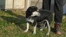 BENITA, Hund, Mischlingshund in Ungarn - Bild 3