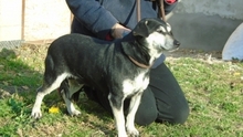 BENITA, Hund, Mischlingshund in Ungarn - Bild 4