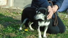 BENITA, Hund, Mischlingshund in Neuhofen - Bild 5