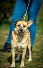 WILLOW, Hund, Mischlingshund in Ungarn - Bild 1