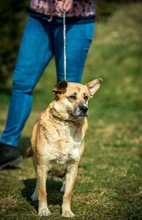 WILLOW, Hund, Mischlingshund in Ungarn - Bild 2